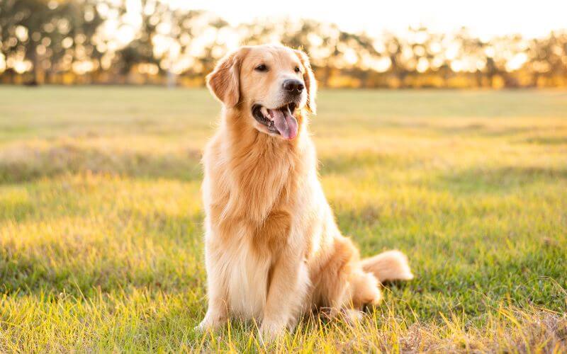 Support for Medical Detection Dogs