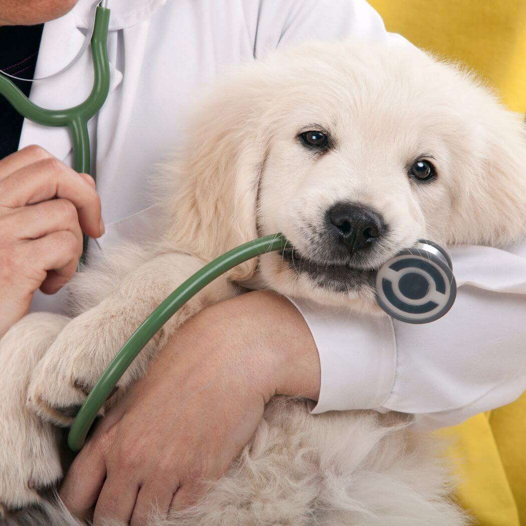 Veterinary Waste Management (2)